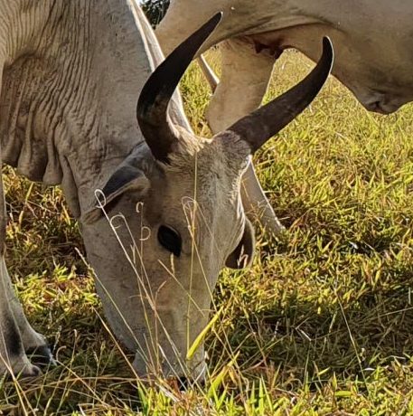 Fazenda Corrego Fundo