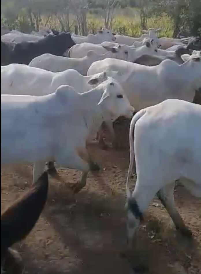 Lote de novilhas a venda no Maranhão