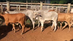 Oferta 38 Animais #7