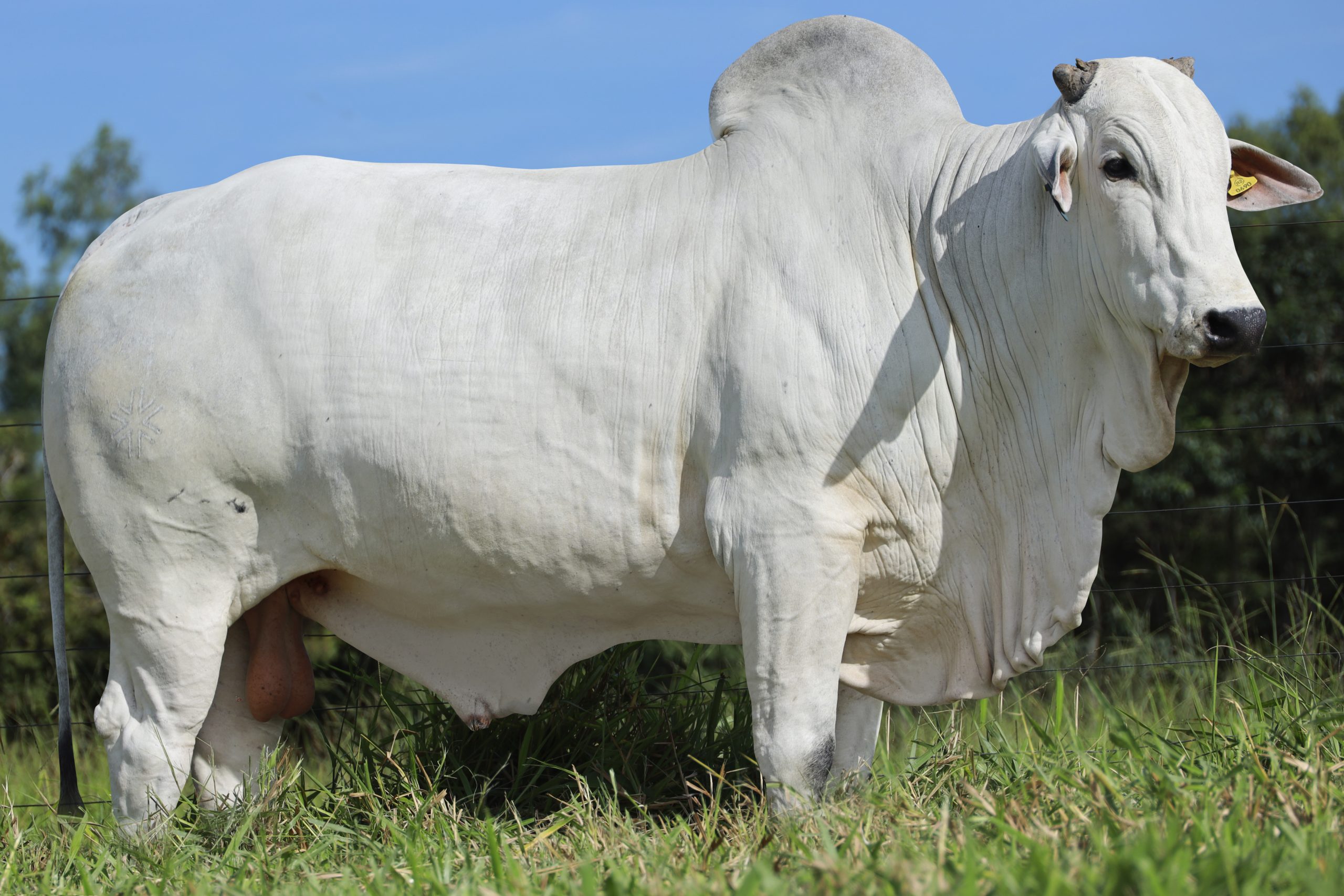 SELETO NELORE BROLIO 21 ok (1)