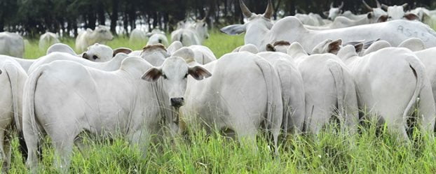 AGROPECUARIA TOPGEN AGROPECUARIA TOPGEN