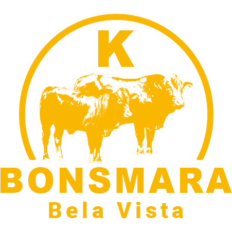 Bonsmara Bela Vista