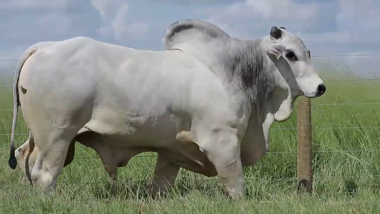 VideoScreenshot--YouTube-LOTE03AM61-0’20”