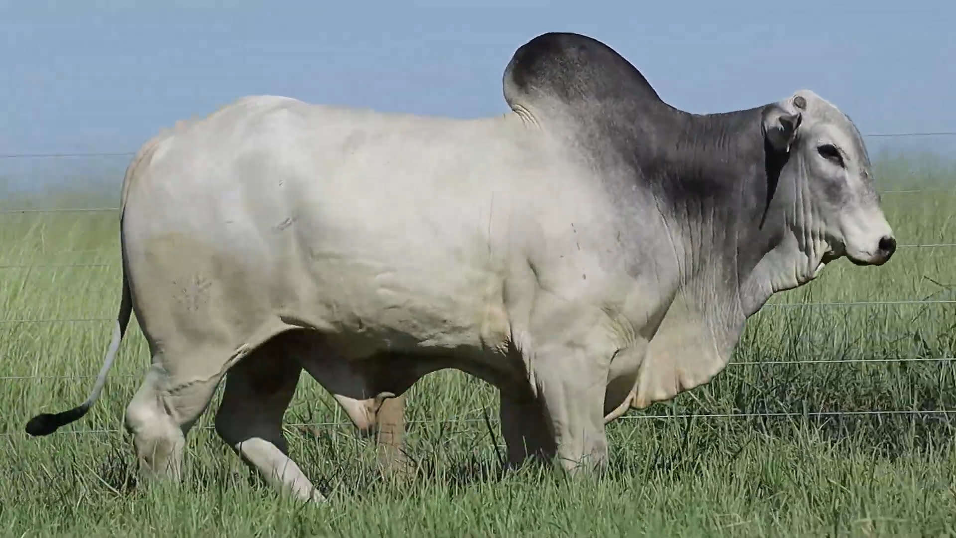 VideoScreenshot--YouTube-LOTE04AM62-0’31”