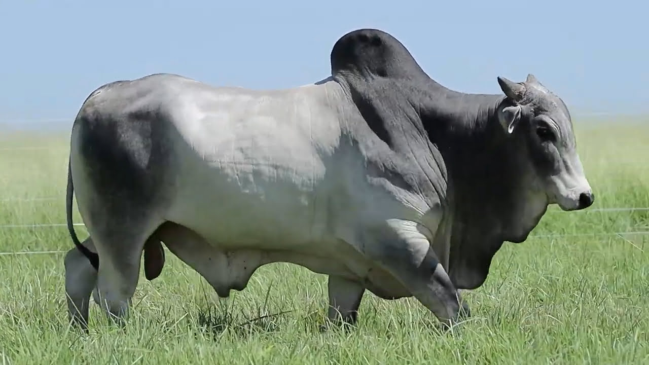 VideoScreenshot--YouTube-LOTE06AM90-0’21”