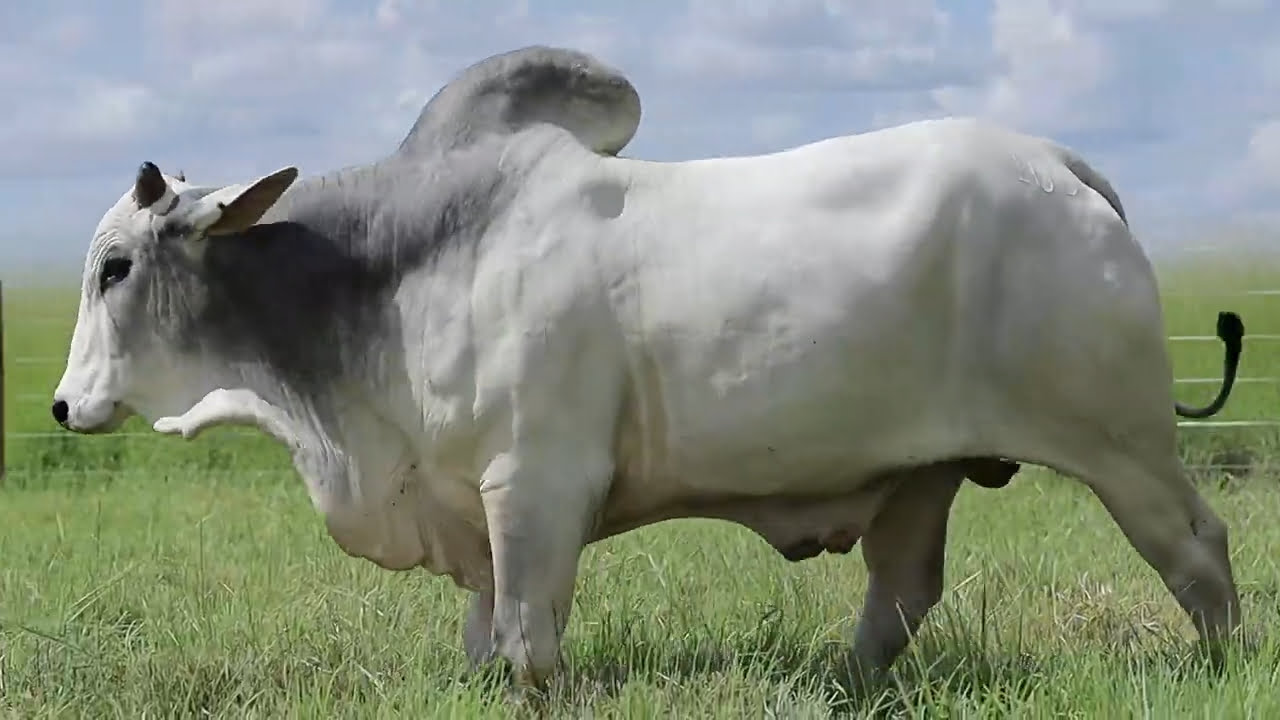 VideoScreenshot--YouTube-LOTE07AM106-0’36”