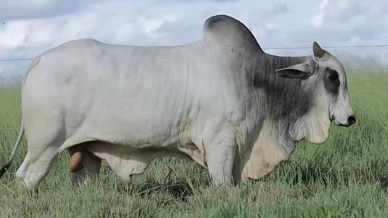 VideoScreenshot--YouTube-LOTE100AM1131-0’16”