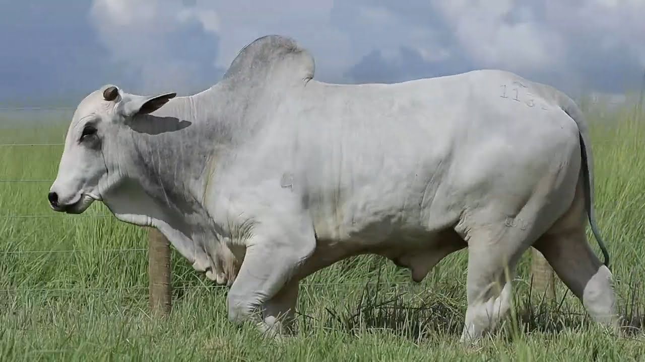 VideoScreenshot--YouTube-LOTE102AM1134-0’18”