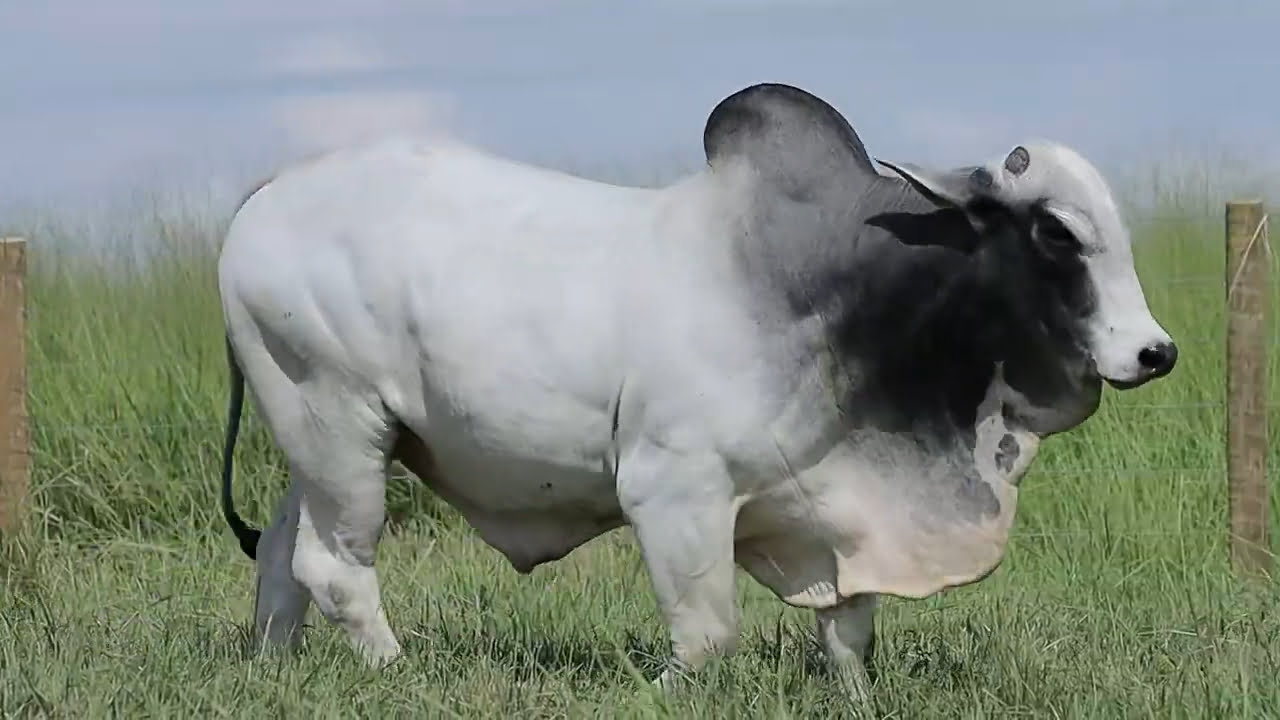 VideoScreenshot--YouTube-LOTE103AM1151-0’17”