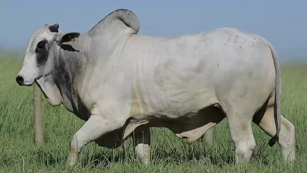 VideoScreenshot--YouTube-LOTE105AM1173-0’17”