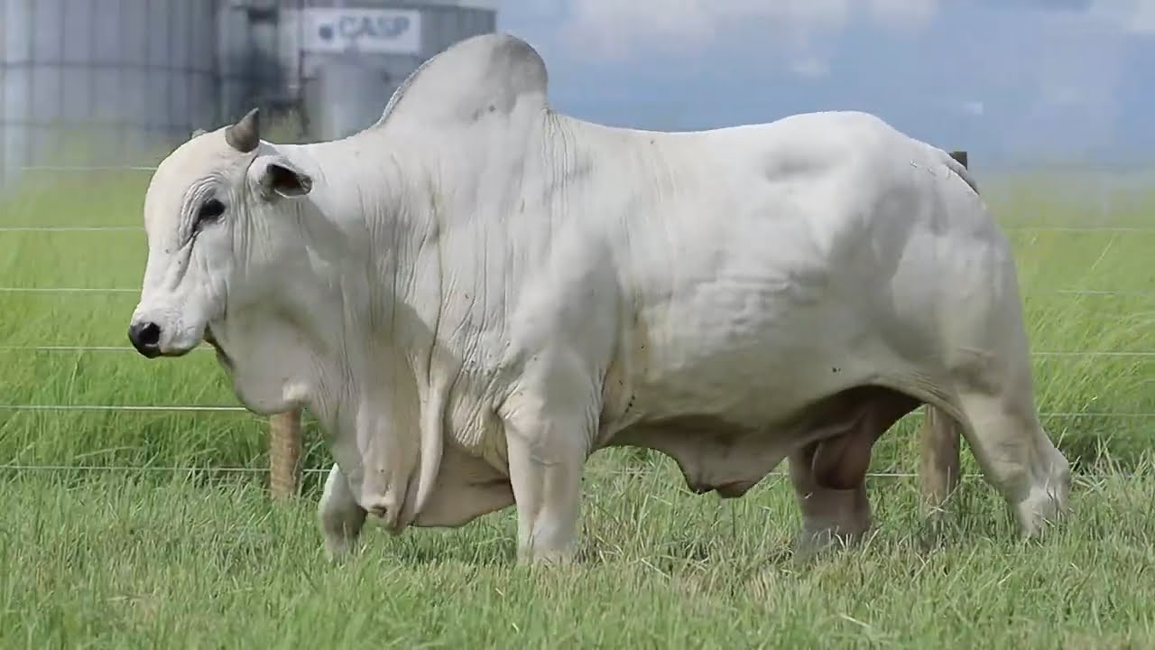 VideoScreenshot--YouTube-LOTE107AM1176-0’22”