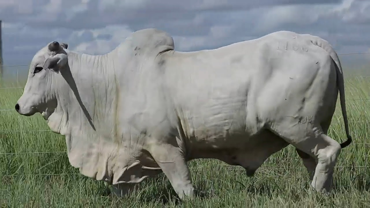 VideoScreenshot--YouTube-LOTE109AM1188-0’19”