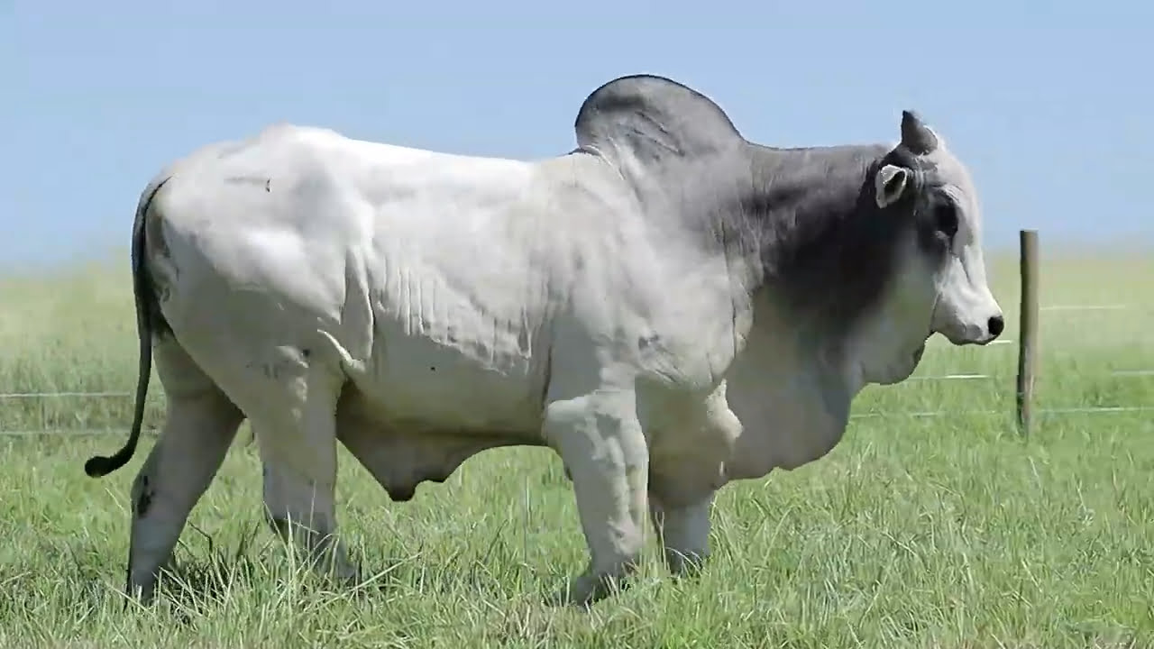 VideoScreenshot--YouTube-LOTE112AM1231-0’18”