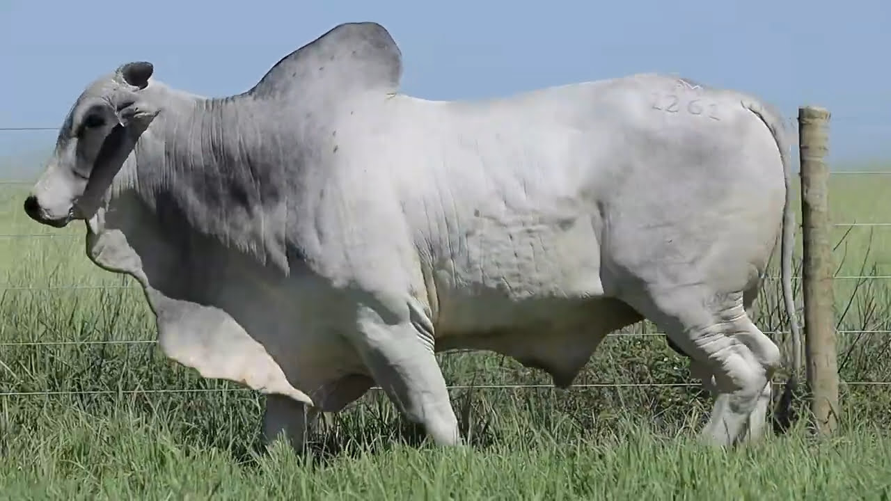 VideoScreenshot--YouTube-LOTE114AM1261-0’18”