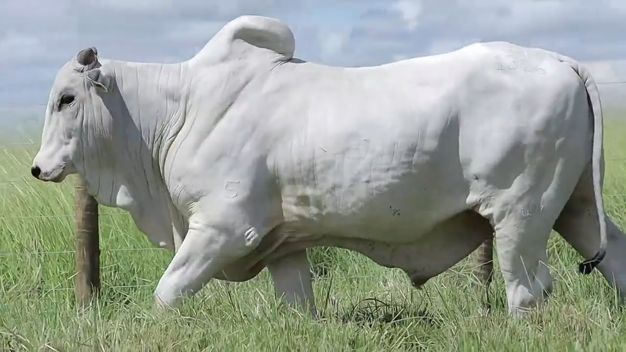 VideoScreenshot--YouTube-LOTE116AM1306-0’17”