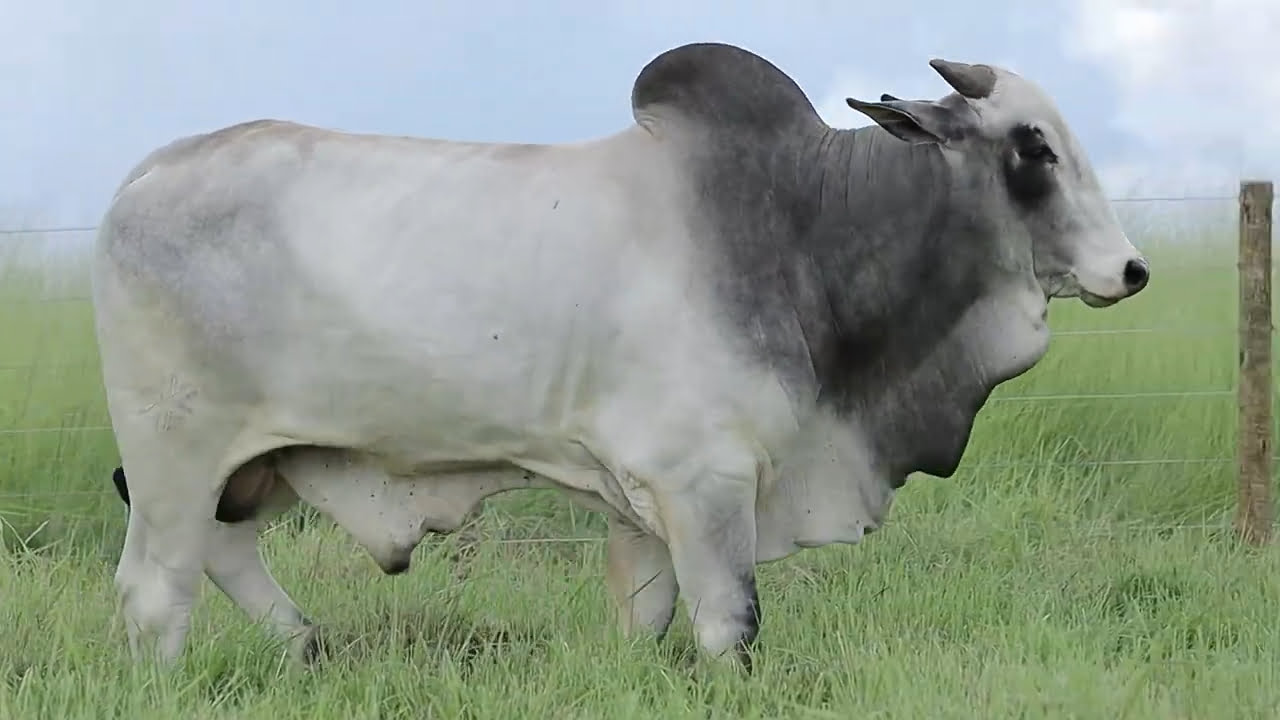 VideoScreenshot--YouTube-LOTE118AM1316-0’21” (1)