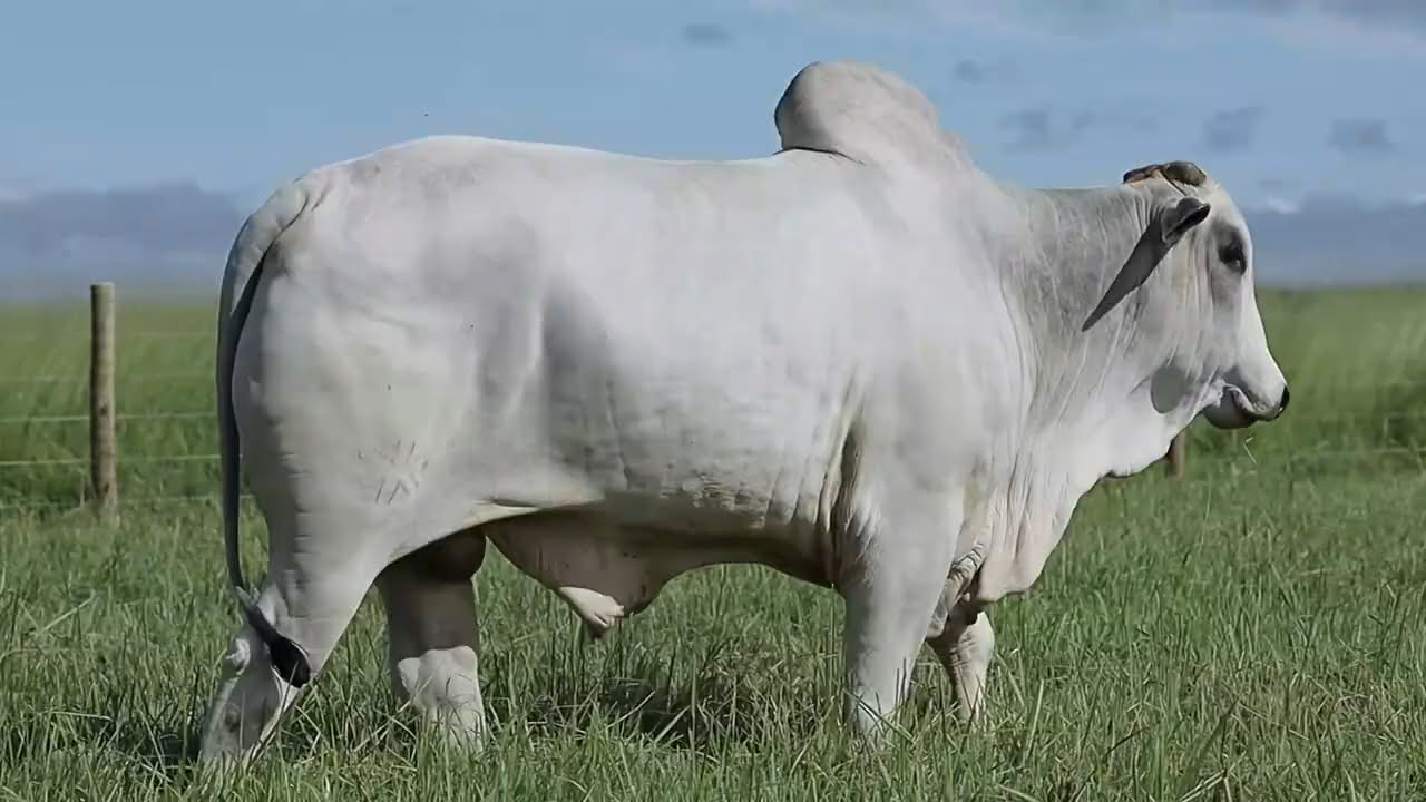 VideoScreenshot--YouTube-LOTE119AM1357-0’20”