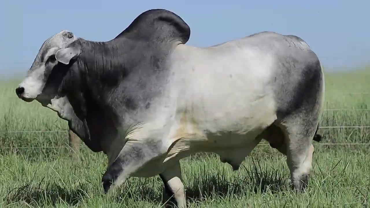 VideoScreenshot--YouTube-LOTE11AM118-0’49”