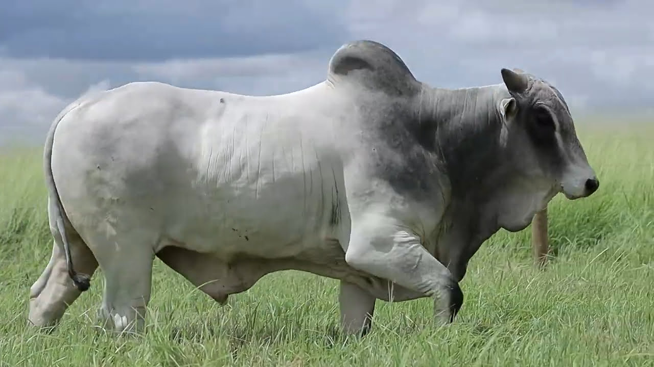 VideoScreenshot--YouTube-LOTE120AM1360-0’21”