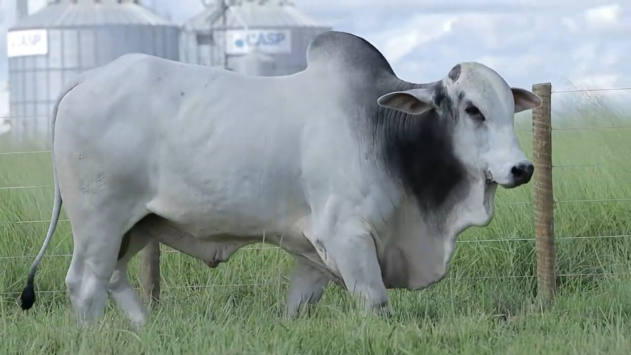 VideoScreenshot--YouTube-LOTE122AM1368-0’30”