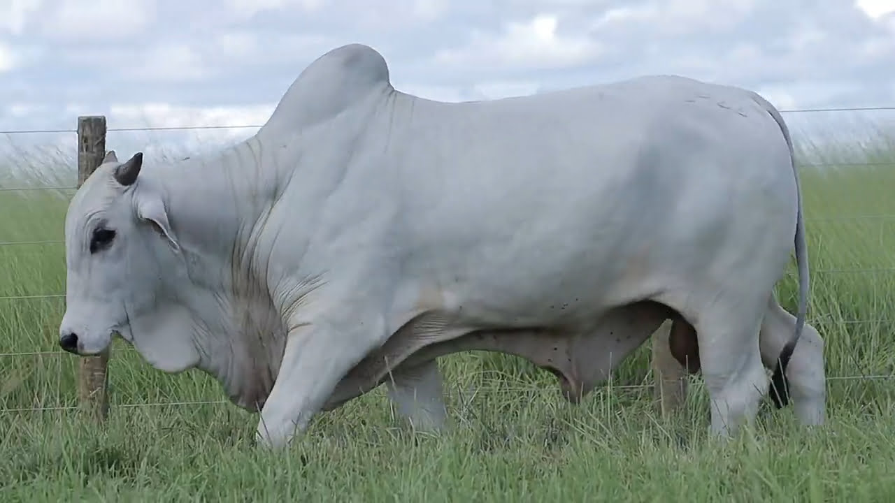 VideoScreenshot--YouTube-LOTE126AM1422-0’30”