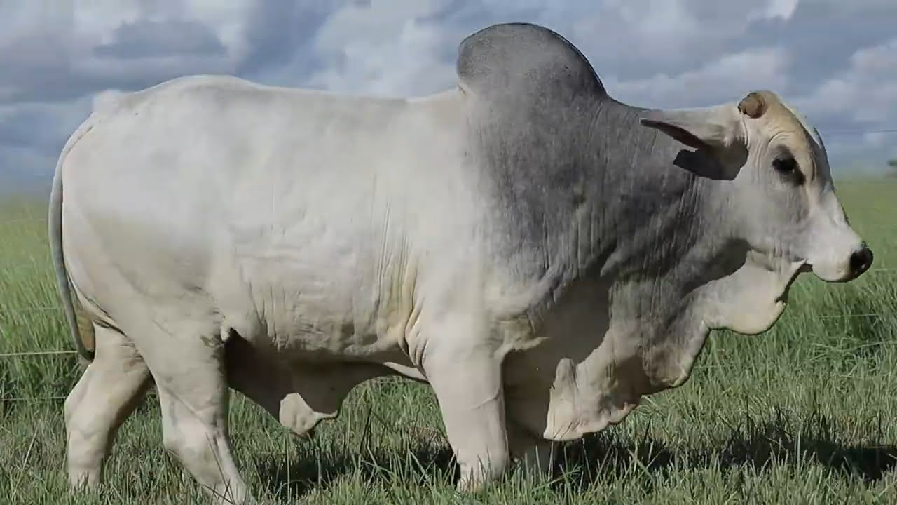 VideoScreenshot--YouTube-LOTE128AM1485-0’34”