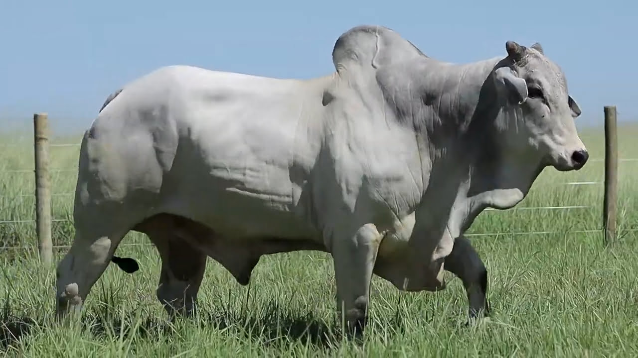 VideoScreenshot--YouTube-LOTE12AM120-0’32”