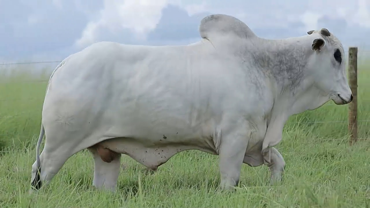 VideoScreenshot--YouTube-LOTE132AM1624-0’15”