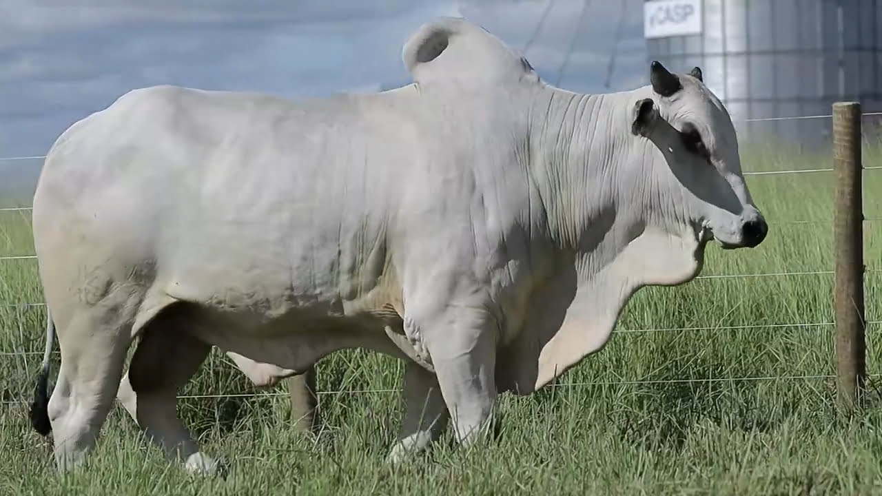 VideoScreenshot--YouTube-LOTE14AM140-0’15”