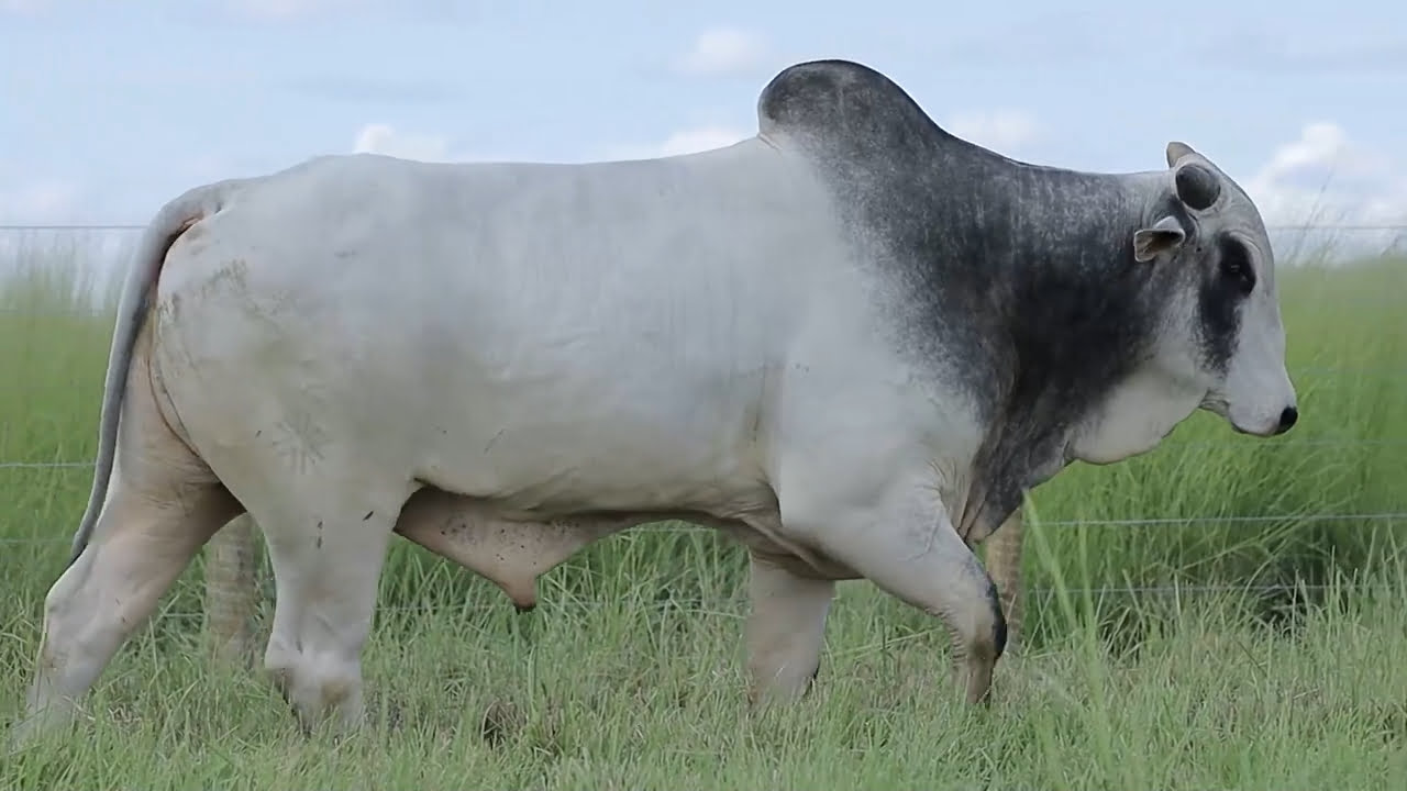 VideoScreenshot--YouTube-LOTE16AM157-0’25”