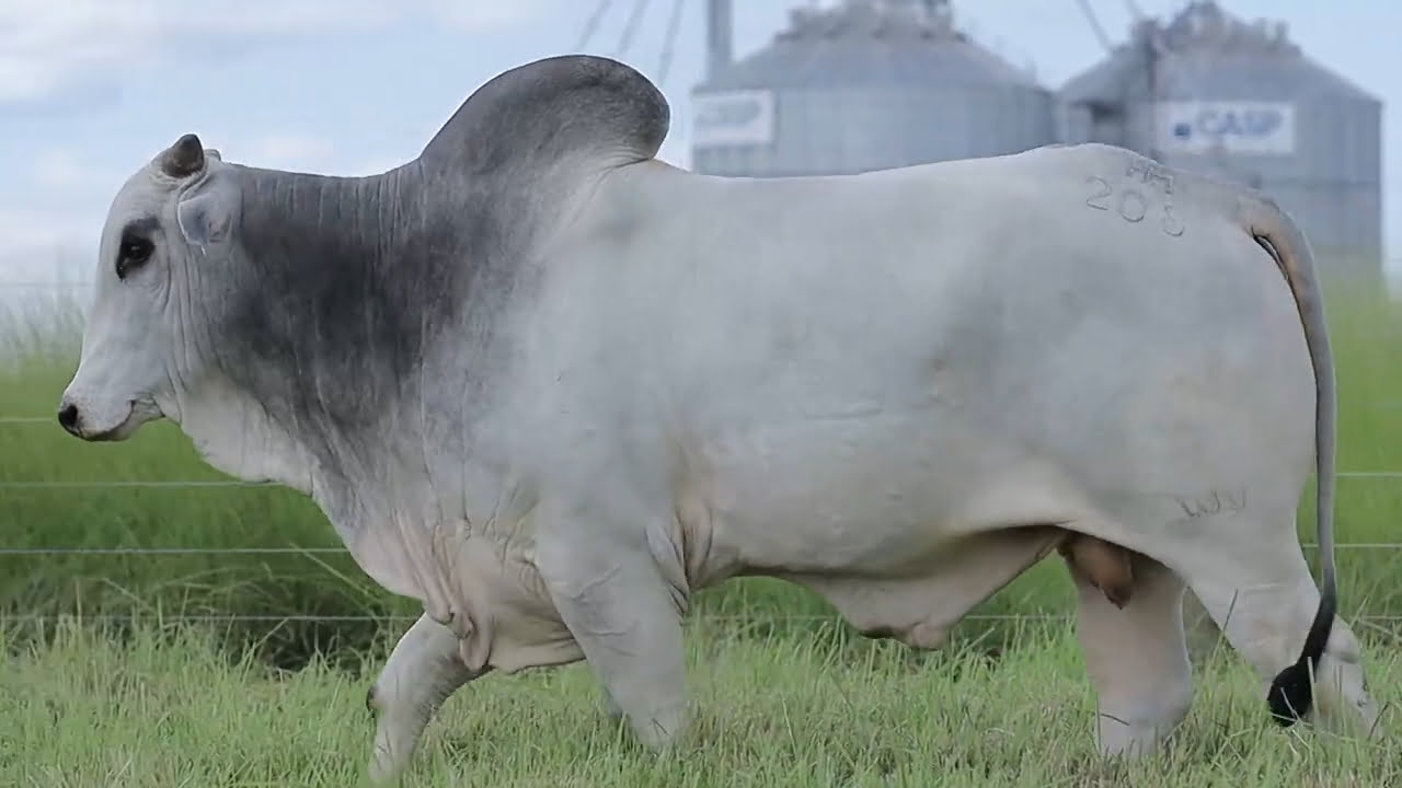 VideoScreenshot--YouTube-LOTE18AM208-0’30”