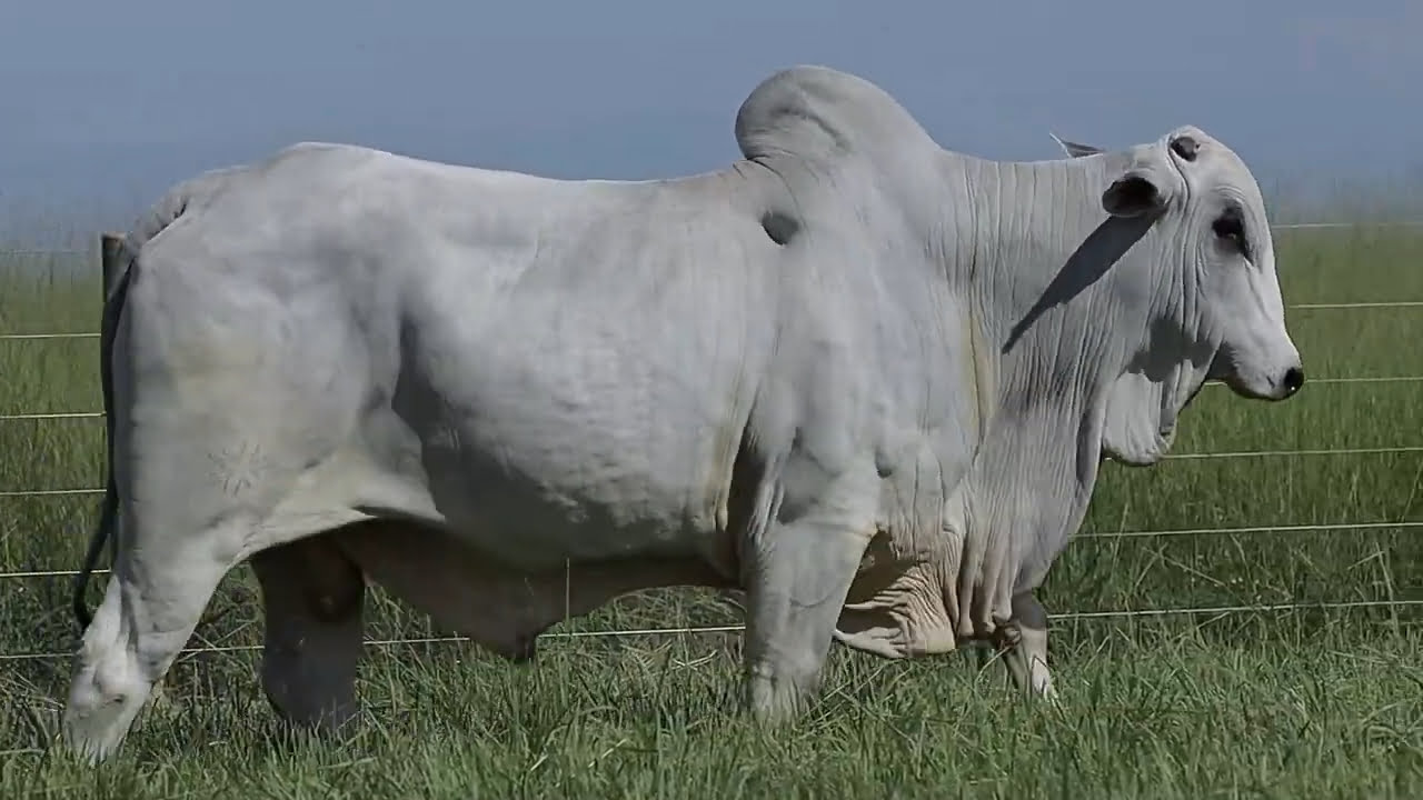 VideoScreenshot--YouTube-LOTE20AM227-0’24”