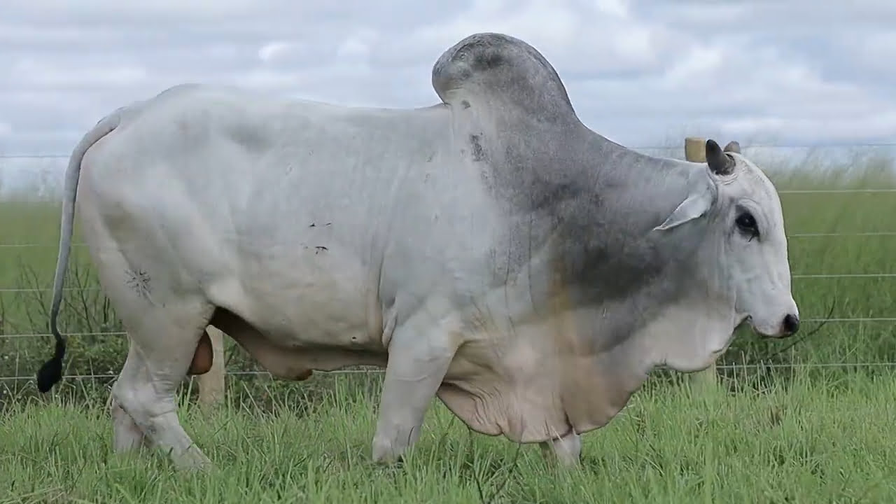 VideoScreenshot--YouTube-LOTE21AM241-0’28”