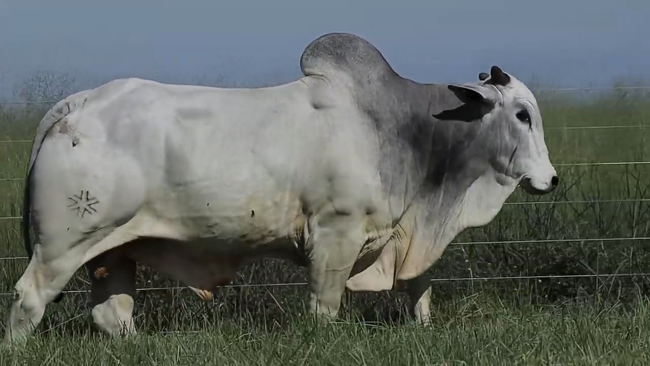 VideoScreenshot--YouTube-LOTE22AM256-0’19” (1)