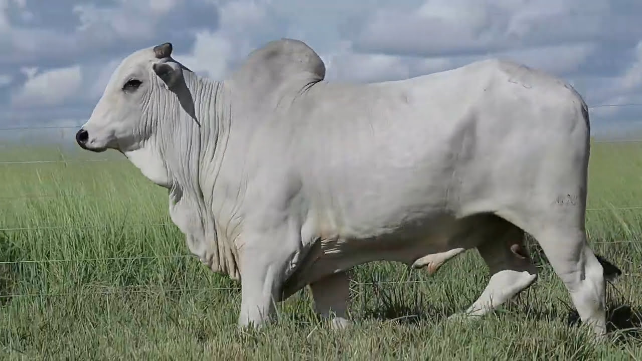 VideoScreenshot--YouTube-LOTE23AM259-0’20”