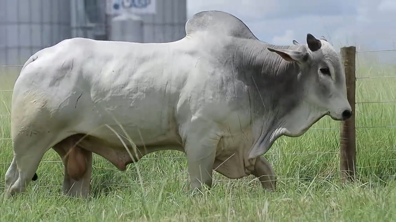 VideoScreenshot--YouTube-LOTE25AM276-0’23”