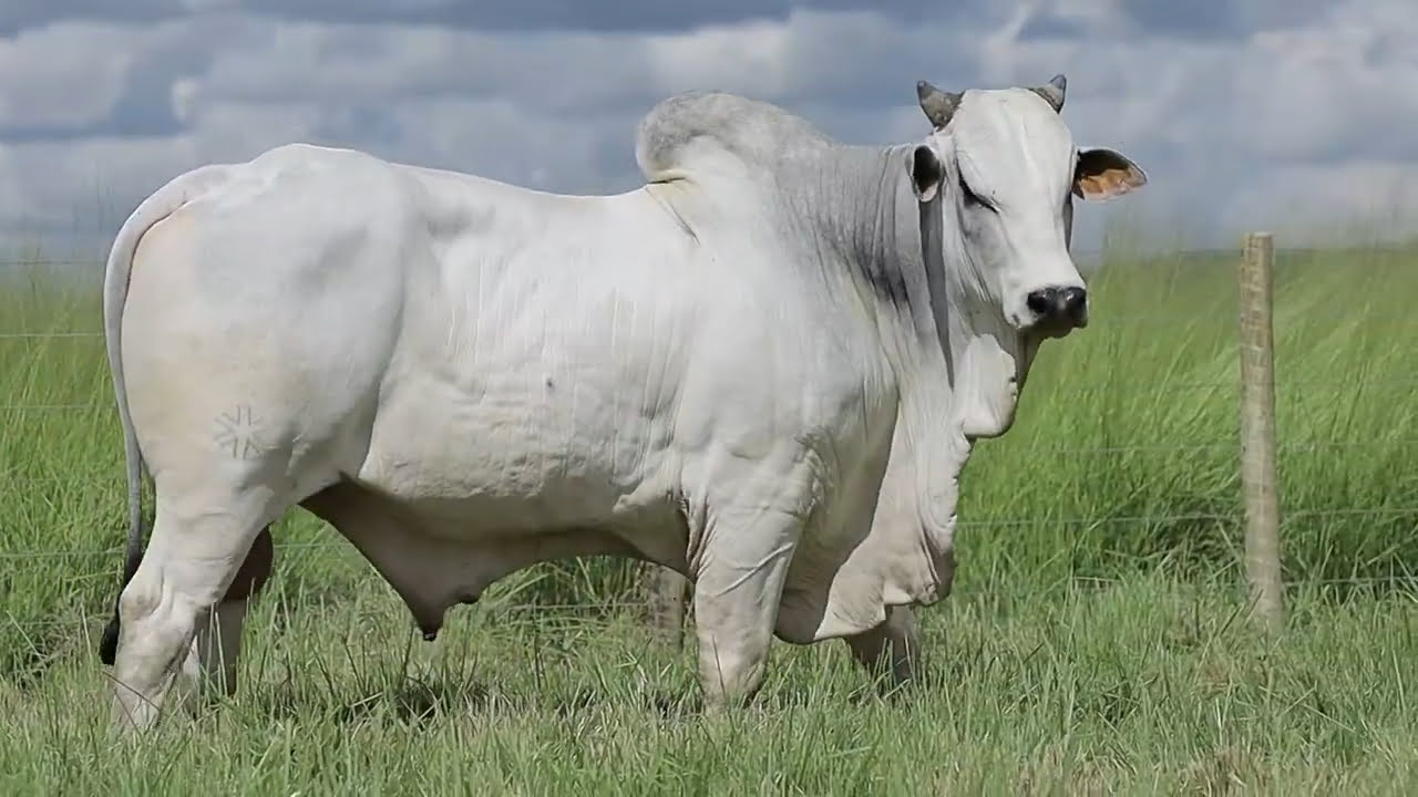 VideoScreenshot--YouTube-LOTE26AM277-0’20”