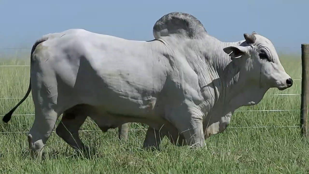 VideoScreenshot--YouTube-LOTE27AM287-0’23”