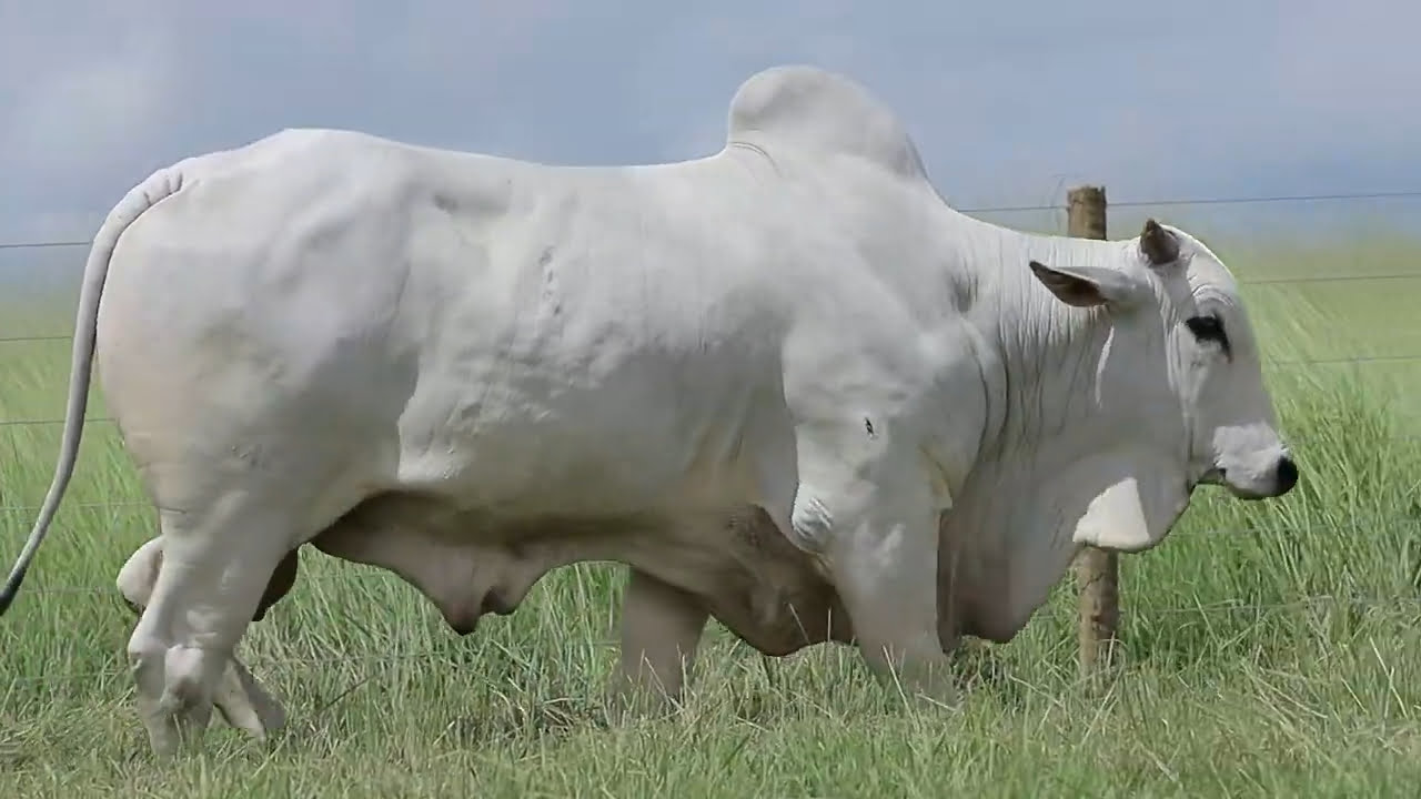 VideoScreenshot--YouTube-LOTE31AM309-0’33”