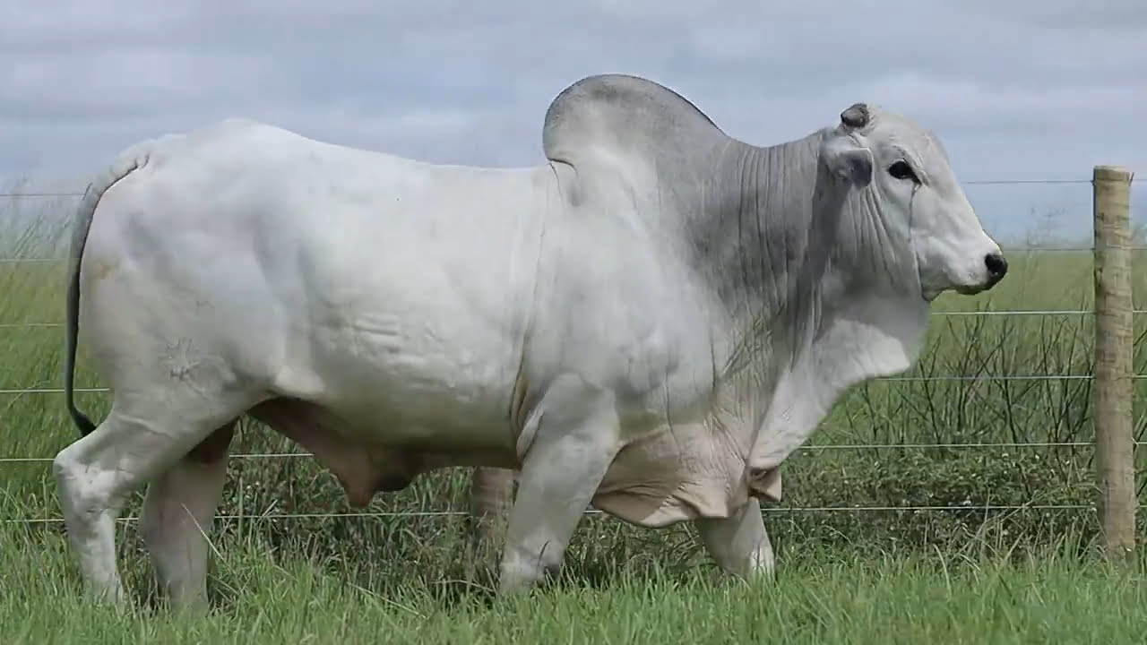 VideoScreenshot--YouTube-LOTE32AM370-0’20”