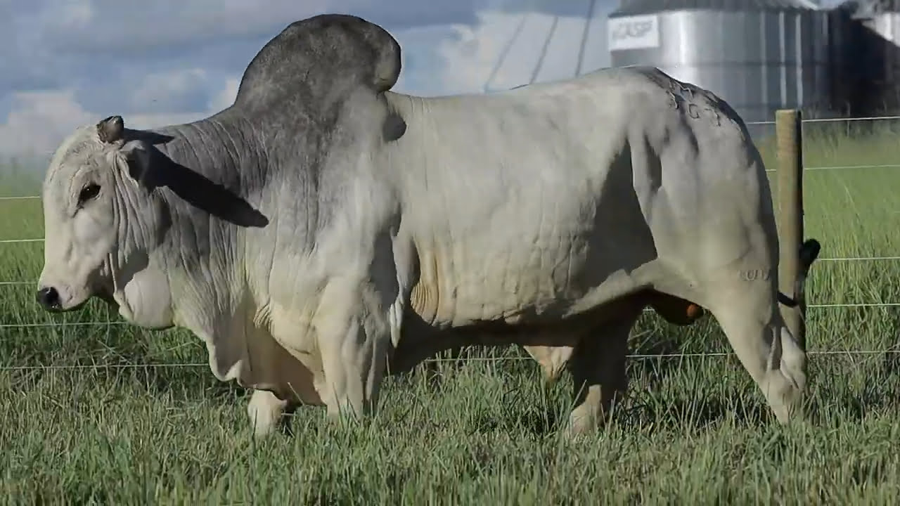 VideoScreenshot--YouTube-LOTE35AM363-0’29”