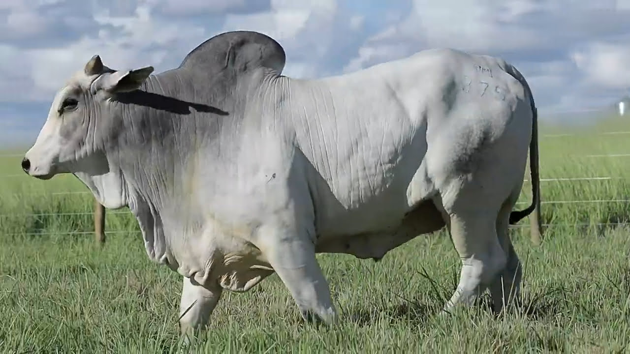 VideoScreenshot--YouTube-LOTE37AM375-0’20”