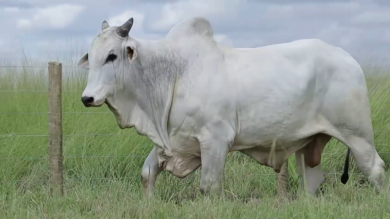 VideoScreenshot--YouTube-LOTE38AM381-0’18”