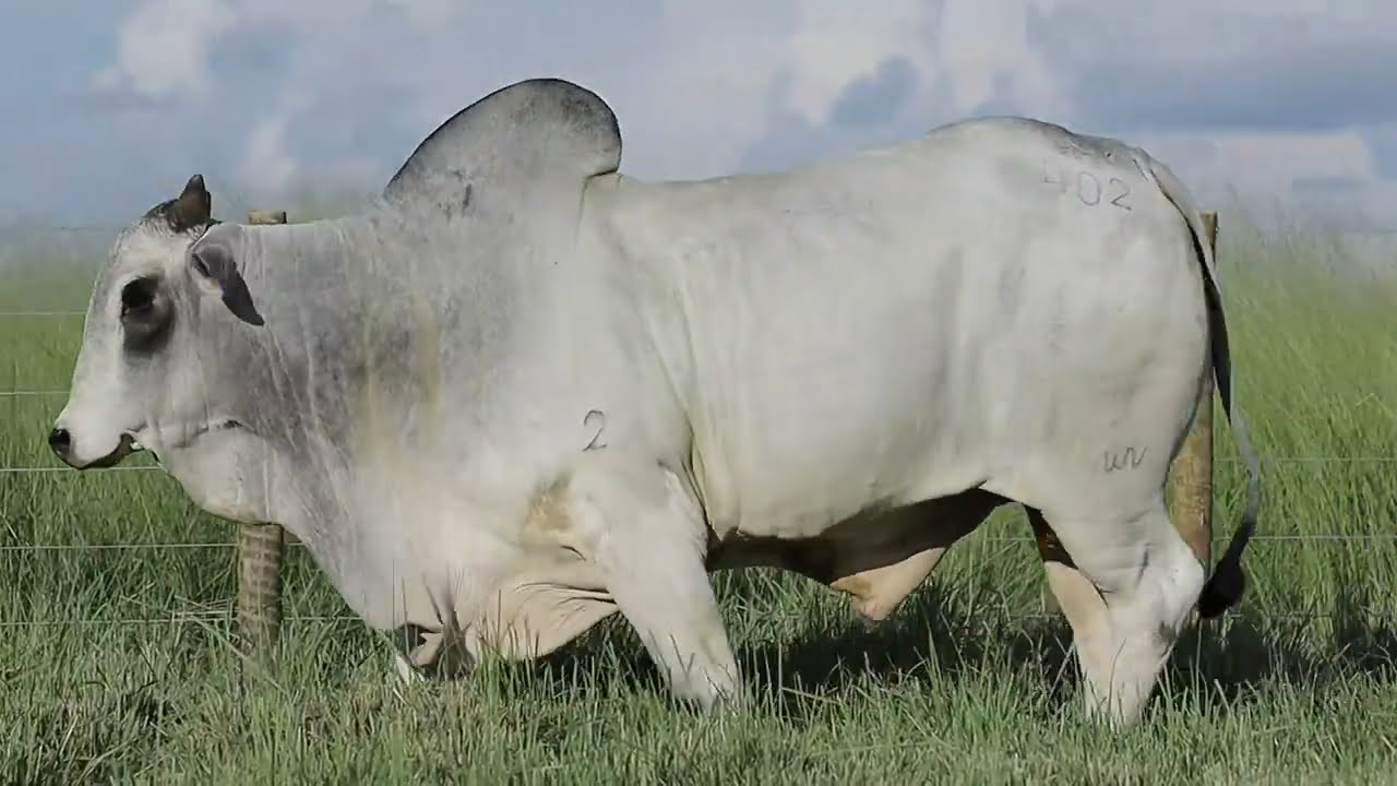 VideoScreenshot--YouTube-LOTE40AM402-0’24”