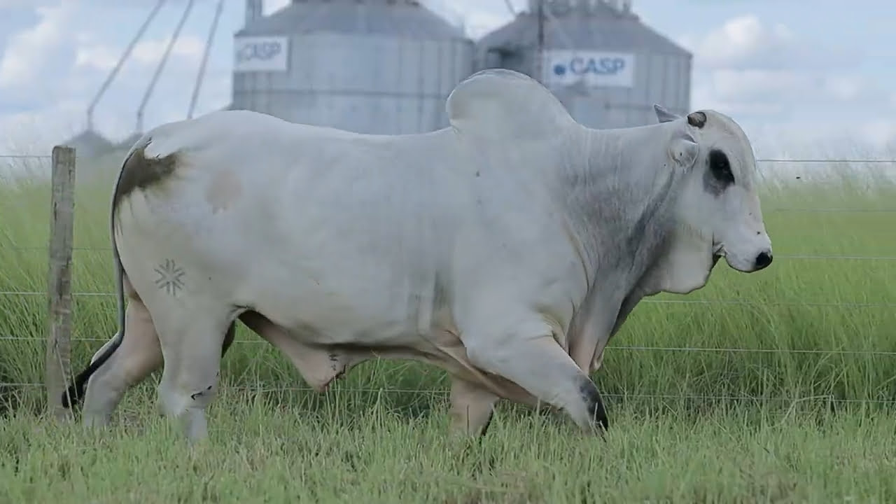 VideoScreenshot--YouTube-LOTE41AM414-0’25”