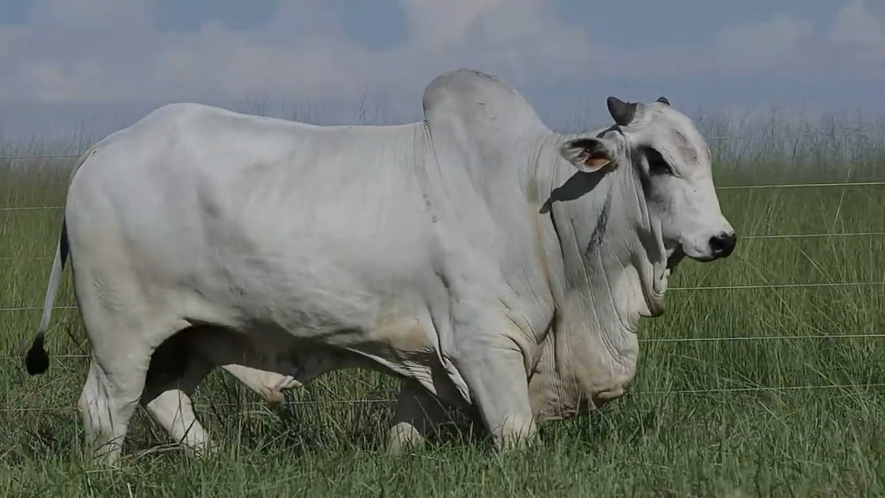 VideoScreenshot--YouTube-LOTE42AM420-0’21”