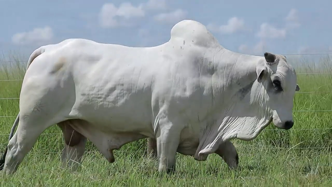 VideoScreenshot--YouTube-LOTE43AM423-0’15”