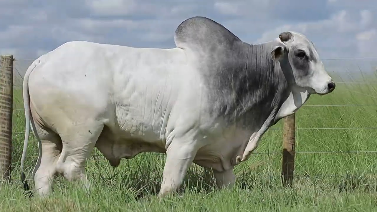 VideoScreenshot--YouTube-LOTE46AM439-0’17”