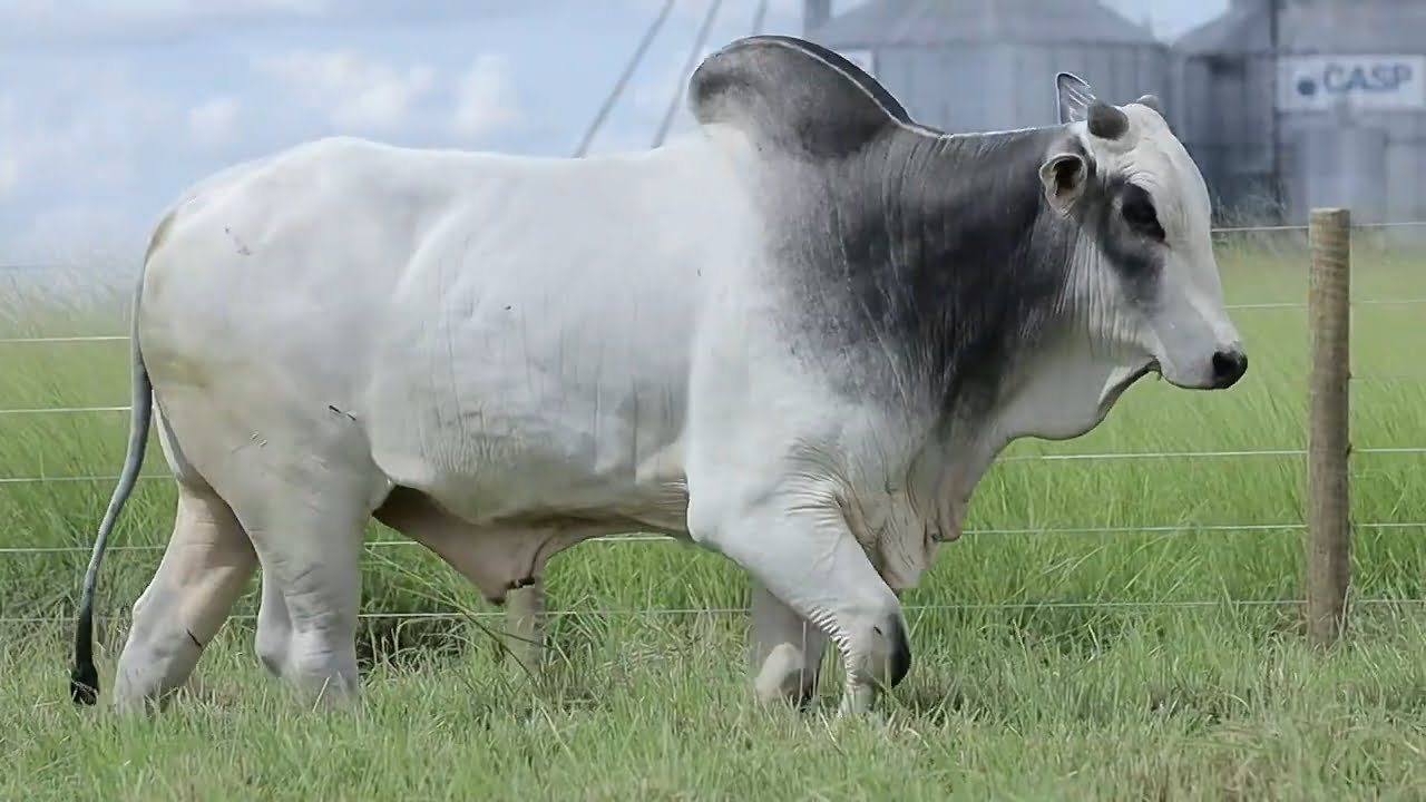 VideoScreenshot--YouTube-LOTE49AM519-0’26”