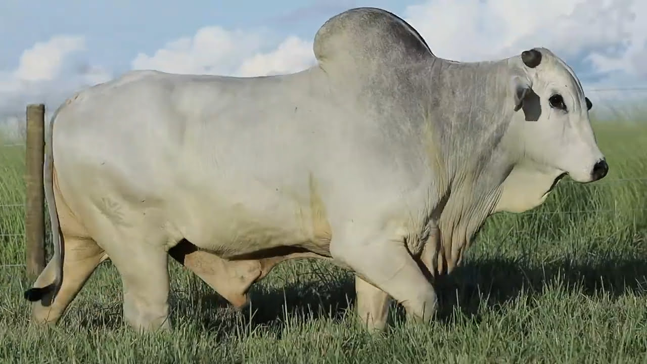 VideoScreenshot--YouTube-LOTE50AM524-0’31” (1)